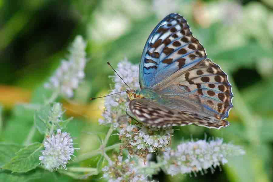 Lady, Argynnis paphia valesina